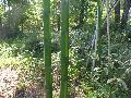 Chinese Timber Bamboo / Phyllostachys vivax 